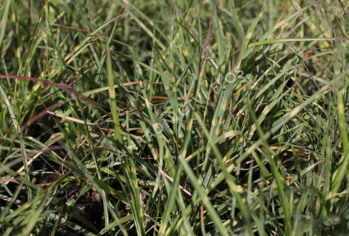 Ozdobnice čínská 'Strictus Dwarf' - Miscanthus sinensis 'Strictus Dwarf'