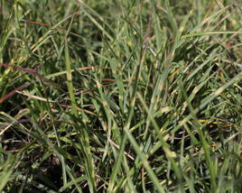 Ozdobnice čínská 'Strictus Dwarf'