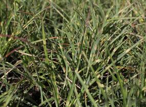 Ozdobnice čínská 'Strictus Dwarf' - Miscanthus sinensis 'Strictus Dwarf'