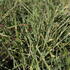 1787038282758_Miscanthus_sinensis_Strictus_Dwarf_4.JPG