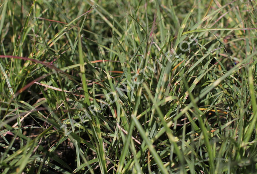 Ozdobnice čínská 'Strictus Dwarf' - Miscanthus sinensis 'Strictus Dwarf'