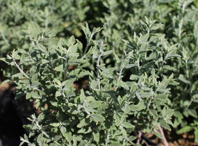 Perovskie lebedolistá 'Prime Time' - Perovskia atriplicifolia 'Prime Time'