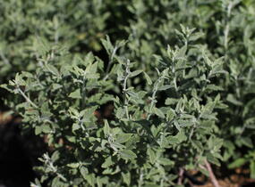 Perovskie lebedolistá 'Prime Time' - Perovskia atriplicifolia 'Prime Time'