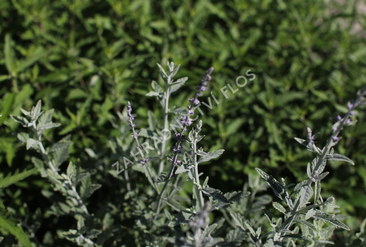 Perovskie lebedolistá 'Prime Time' - Perovskia atriplicifolia 'Prime Time'