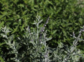 Perovskie lebedolistá 'Prime Time' - Perovskia atriplicifolia 'Prime Time'