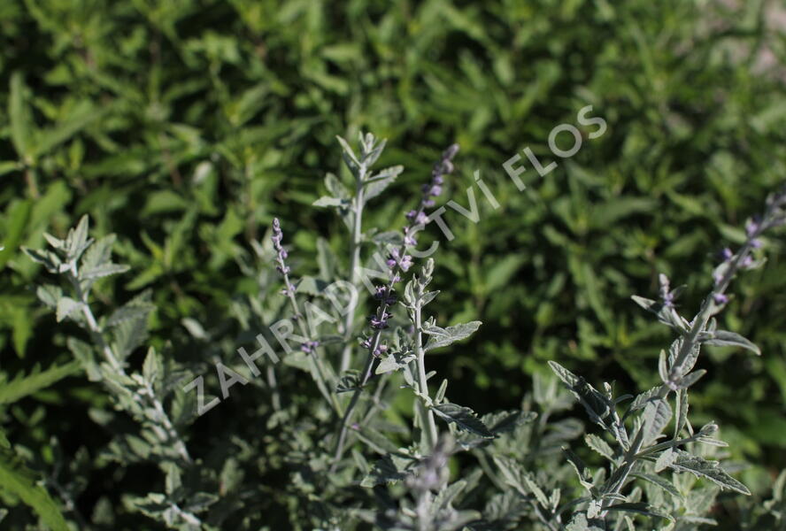 Perovskie lebedolistá 'Prime Time' - Perovskia atriplicifolia 'Prime Time'