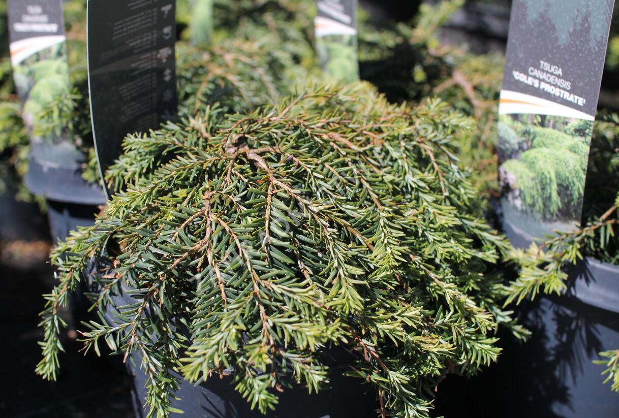 Jedlovec kanadský 'Prostrata Cole' - Tsuga canadensis 'Prostrata Cole'