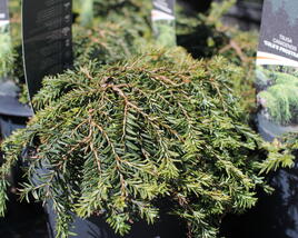 Jedlovec kanadský 'Prostrata Cole'