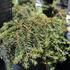 1787038282759_Tsuga_canadensis_Prostrata_Cole_1.JPG
