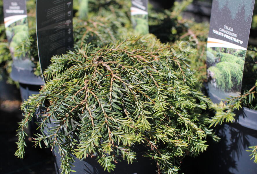 Jedlovec kanadský 'Prostrata Cole' - Tsuga canadensis 'Prostrata Cole'