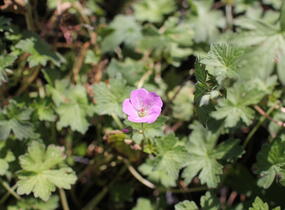 Kakost 'Mavis Simpson' - Geranium 'Mavis Simpson'