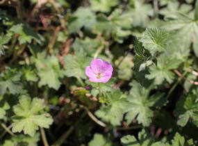 Kakost 'Mavis Simpson' - Geranium 'Mavis Simpson'