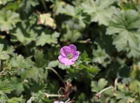 Kakost 'Mavis Simpson' - Geranium 'Mavis Simpson'