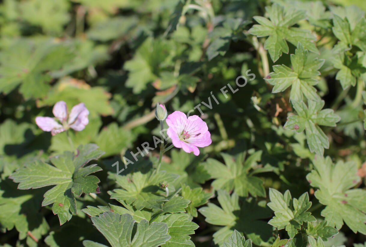 Kakost 'Mavis Simpson' - Geranium 'Mavis Simpson'