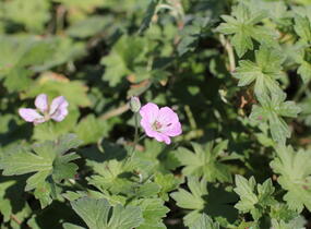 Kakost 'Mavis Simpson' - Geranium 'Mavis Simpson'