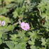 Geranium_Mavis_Simpson_4.JPG