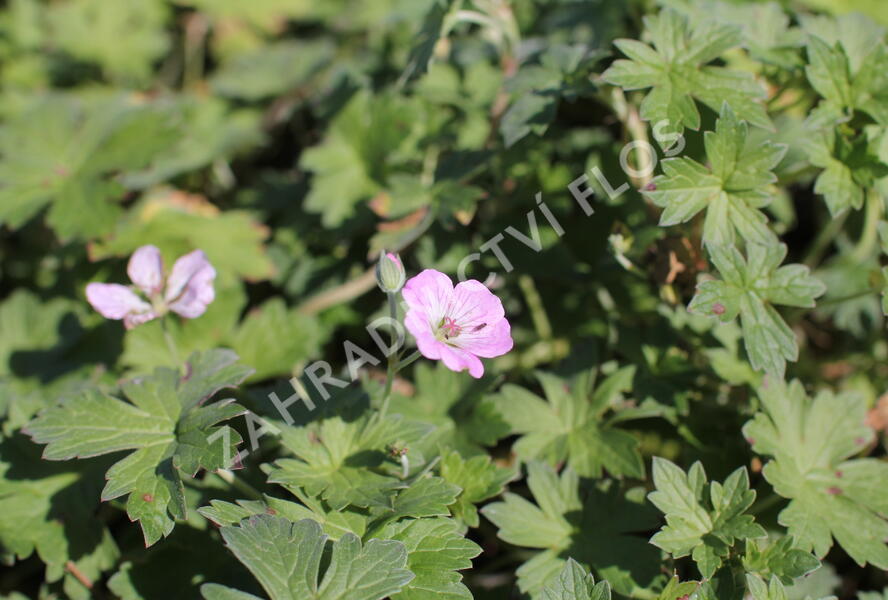 Kakost 'Mavis Simpson' - Geranium 'Mavis Simpson'