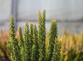 Vřes obecný (Sunset girls®) 'Zenzia' - Calluna vulgaris (Sunset girls®) 'Zenzia'