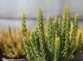 Vřes obecný (Sunset girls®) 'Zenzia' - Calluna vulgaris (Sunset girls®) 'Zenzia'