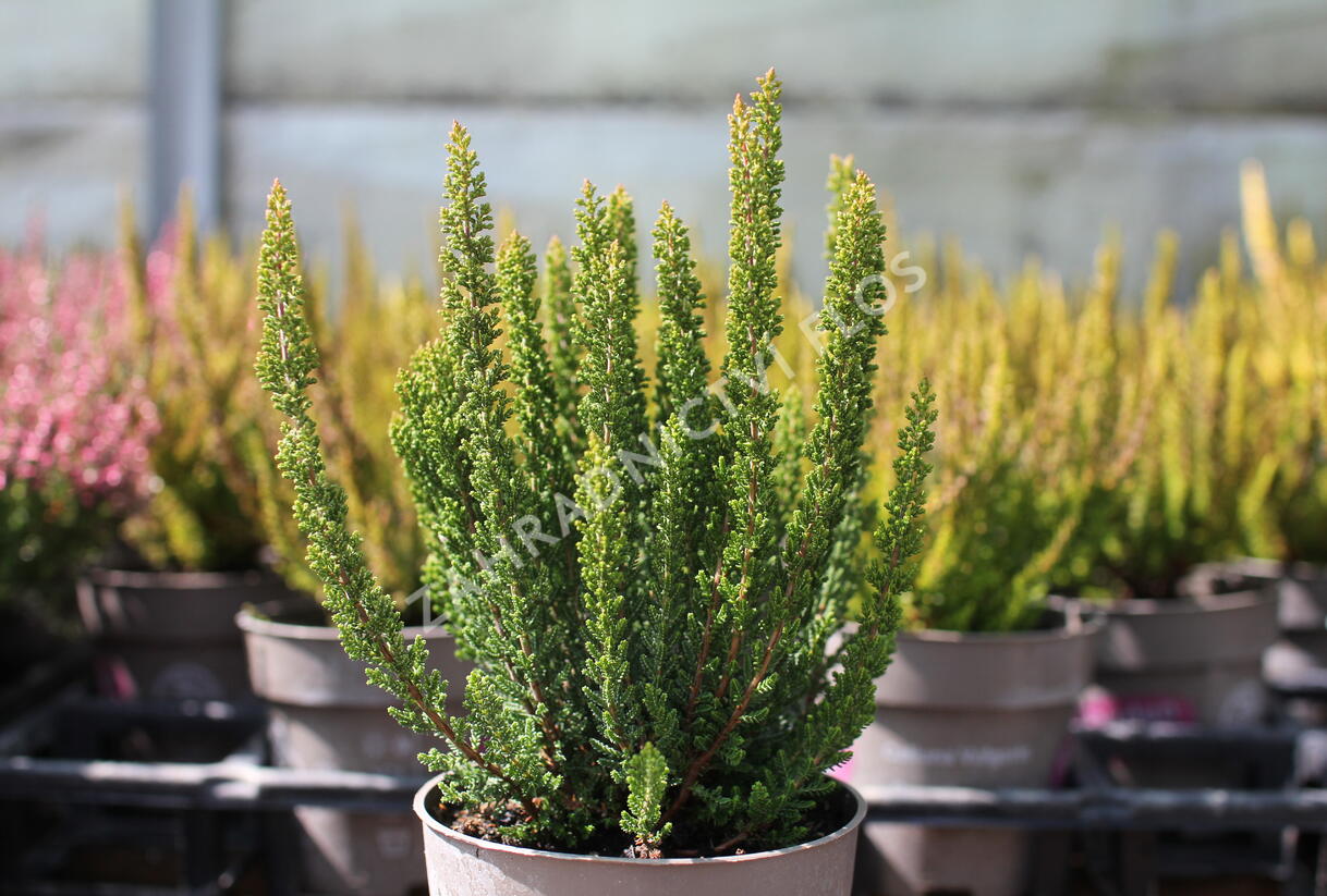 Vřes obecný (Sunset girls®) 'Zenzia' - Calluna vulgaris (Sunset girls®) 'Zenzia'