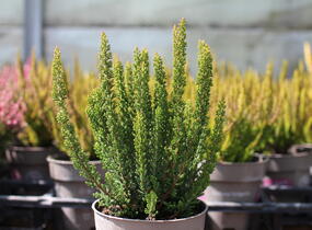 Vřes obecný (Sunset girls®) 'Zenzia' - Calluna vulgaris (Sunset girls®) 'Zenzia'
