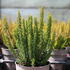 Calluna vulgaris (Sunset girls®) 'Zenzia'.JPG