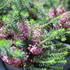 Erica vagans 'Mrs D. F. Maxwell'.JPG