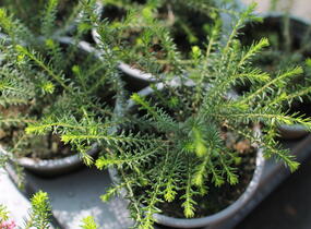 Vřesovec pleťový 'James Backhouse' - Erica carnea 'James Backhouse'