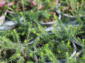 Vřesovec pleťový 'James Backhouse' - Erica carnea 'James Backhouse'