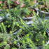 Erica carnea 'James Backhouse'_1.JPG