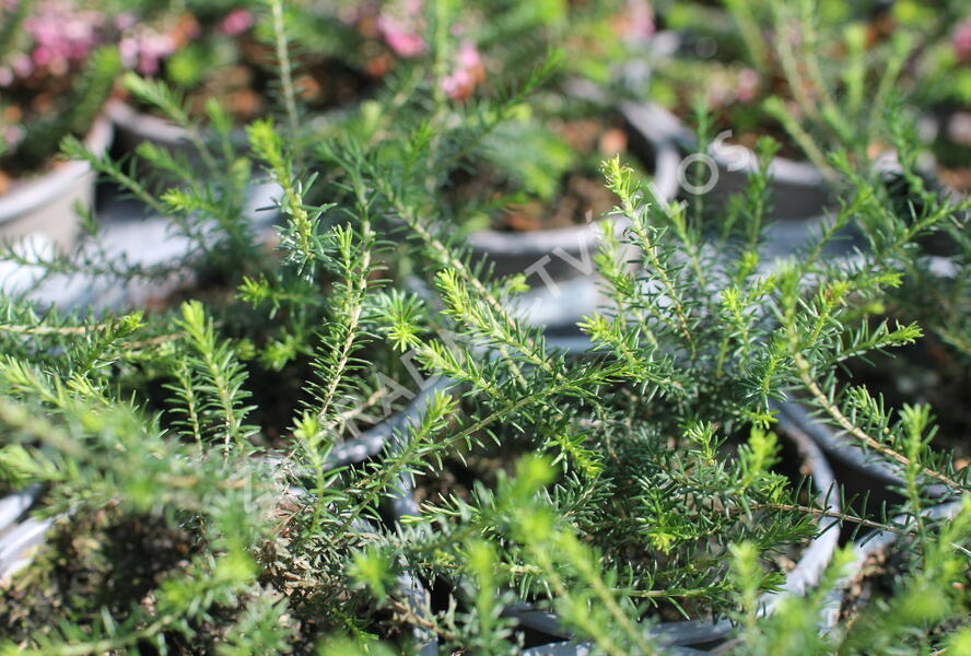 Vřesovec pleťový 'James Backhouse' - Erica carnea 'James Backhouse'