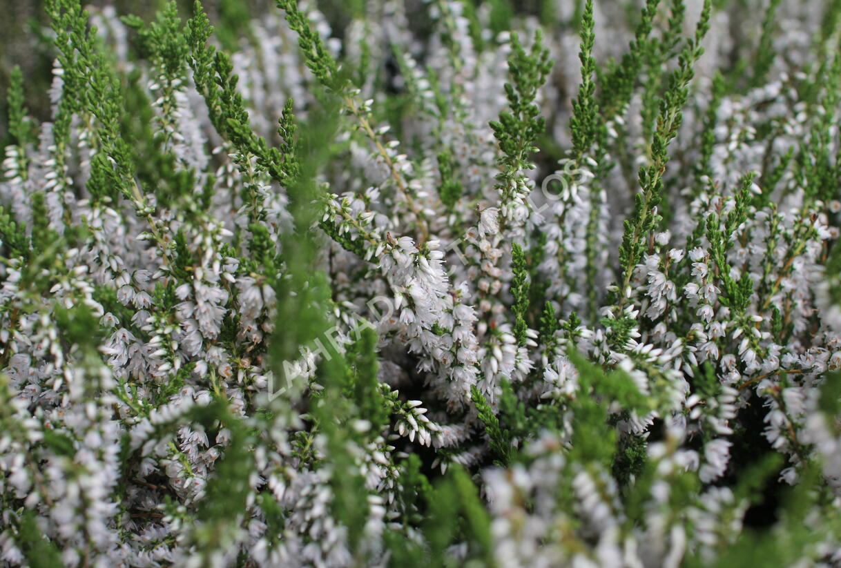 Vřes obecný 'Hammondii' - Calluna vulgaris 'Hammondii'