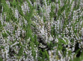 Vřes obecný 'Hammondii' - Calluna vulgaris 'Hammondii'