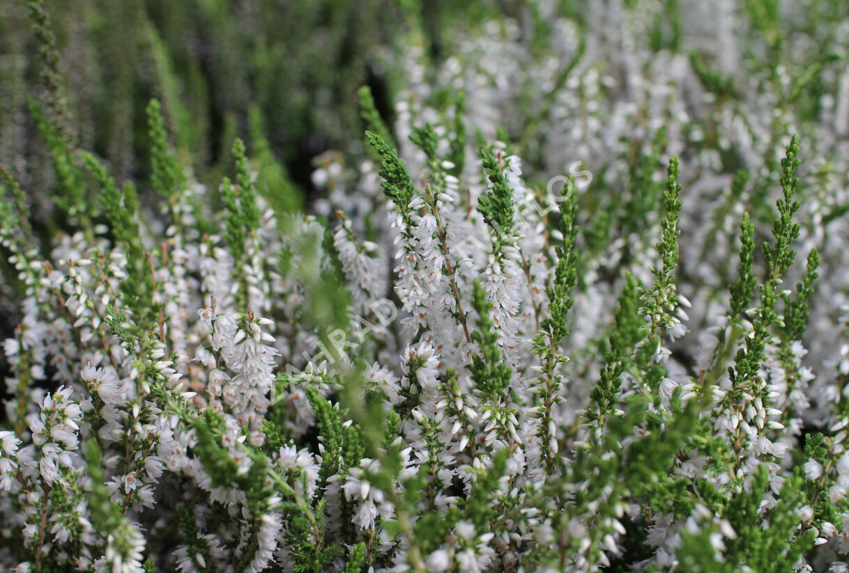Vřes obecný 'Hammondii' - Calluna vulgaris 'Hammondii'