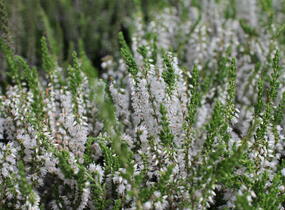 Vřes obecný 'Hammondii' - Calluna vulgaris 'Hammondii'