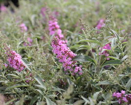 Motýlí keř, Komule Davidova 'Summer Bird Pink'