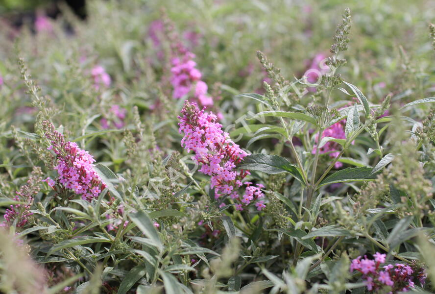 Motýlí keř, Komule Davidova 'Summer Bird Pink' - Buddleja davidii 'Summer Bird Pink'