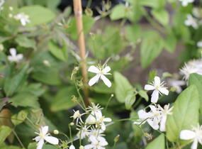 Plamének mandžuský - Clematis mandschurica