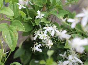 Plamének mandžuský - Clematis mandschurica