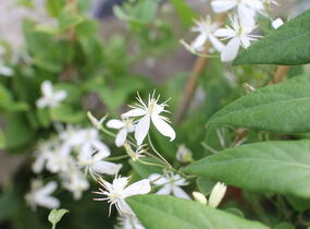 Plamének mandžuský - Clematis mandschurica