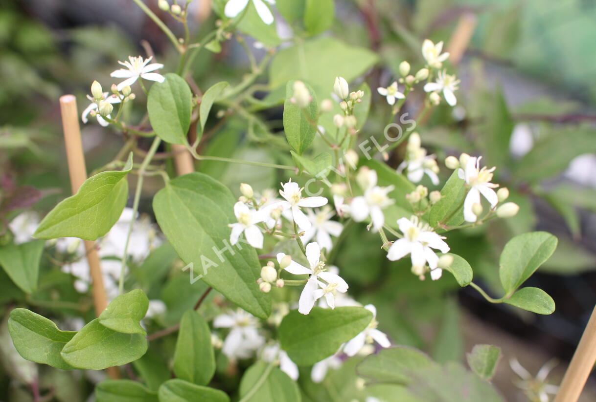 Plamének mandžuský - Clematis mandschurica