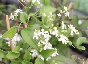 Plamének mandžuský - Clematis mandschurica