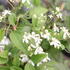 Clematis_mandschurica_4.JPG