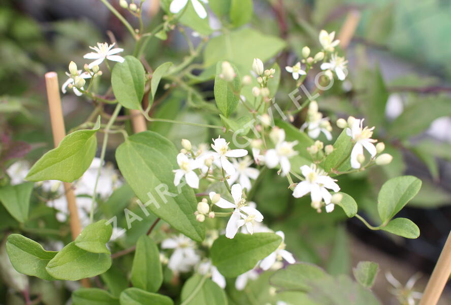 Plamének mandžuský - Clematis mandschurica