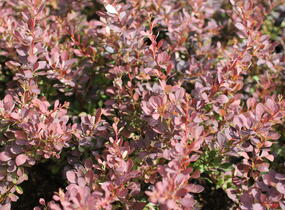 Dřišťál Thunbergův 'Red Dream' - Berberis thunbergii 'Red Dream'