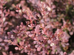 Dřišťál Thunbergův 'Red Dream' - Berberis thunbergii 'Red Dream'