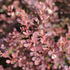 Berberis_thunbergii_Red_Dream_2.JPG