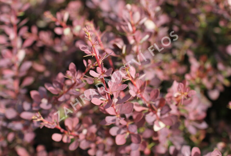 Dřišťál Thunbergův 'Red Dream' - Berberis thunbergii 'Red Dream'