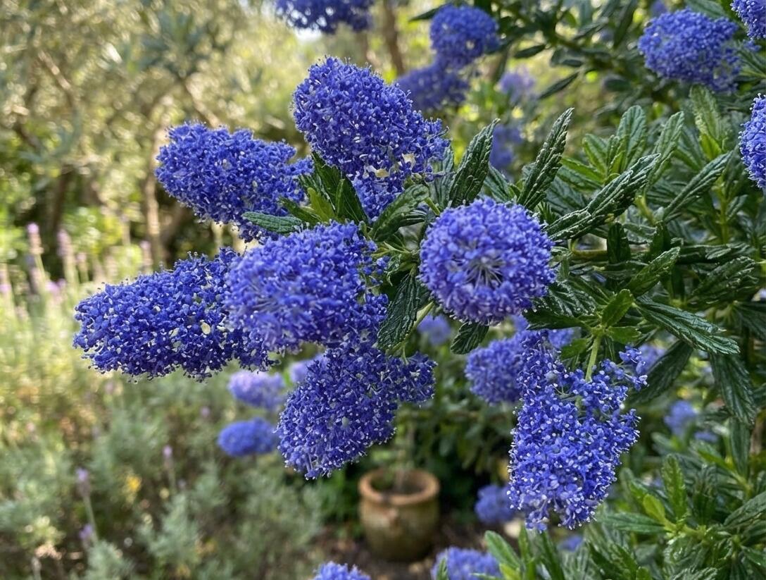 Latnatec 'Henri Défossé' - Ceanothus × delilianus 'Henri Défossé'
