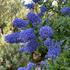 Ceanothus × delilianus 'Henri Défossé'.jpg